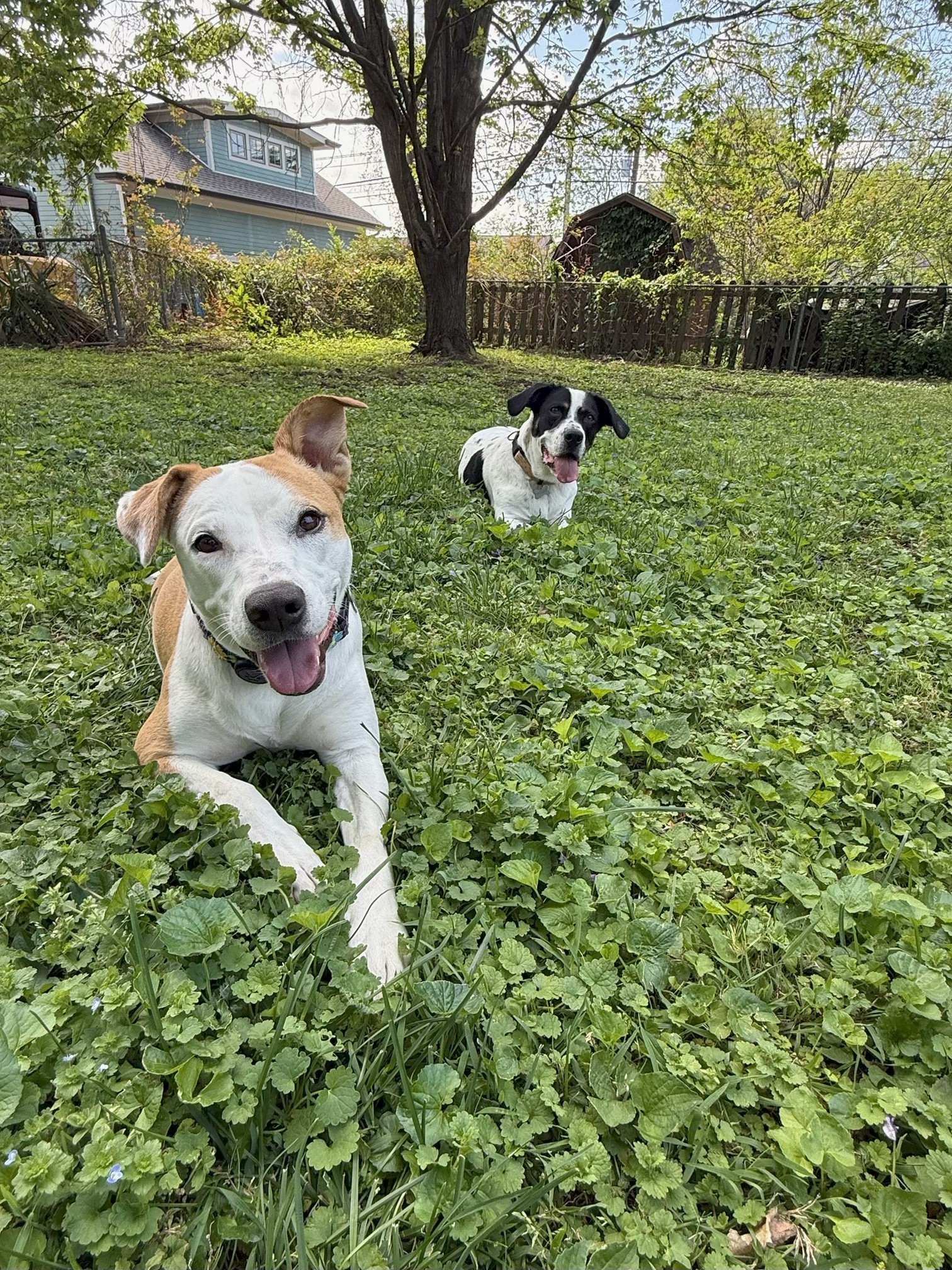 A cute dog named Ivey, sitting in a sunny spot.